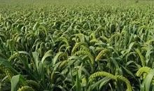 诗经：甫田·倬彼甫田