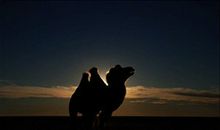 一个让人读了又读的故事：骆驼是怎样打败狼的？