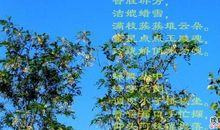 描写春天的花的诗句