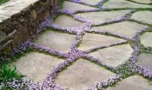 即使是一块石头，也能开花也能飞