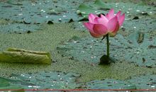 秋天的月亮湖荷塘作文