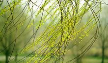 关于柳树的古诗