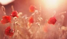 描写春天傍晚的句子