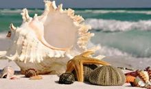 席慕容：贝壳及赏析