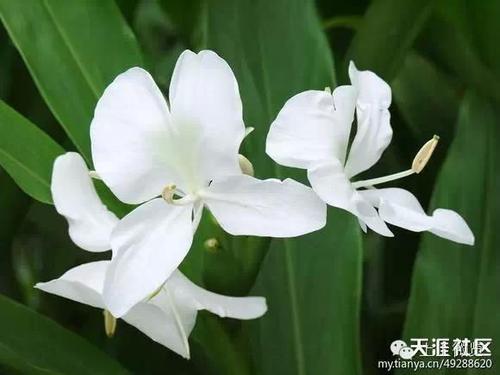 席慕容：碎花