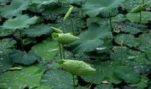 描写夏的优美诗句