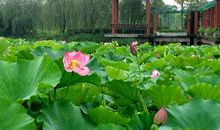 描写景物的优美语句