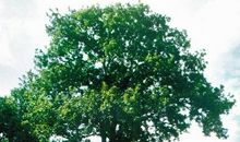 周作人：两株树