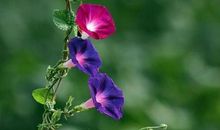 描写牵牛花的句子