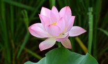 席慕容：眠月站