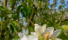 描写海棠花的好句好段收集