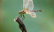 描写蜻蜓的语句