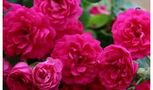 描写四季花的诗句