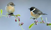 有关动物的歇后语【精品】