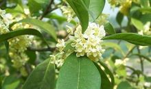 十月桂花飘香作文