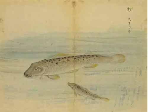 诗经：鱼藻