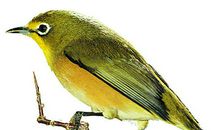 诗经：黄鸟·黄鸟黄鸟