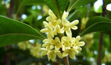 写景作文:桂花飘香