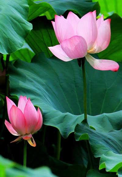 赏莲花句