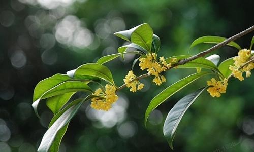 桂花少，正能量成分大