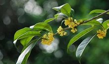 小小的桂花,大大的正能量作文