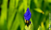 描写鸢尾花的句子