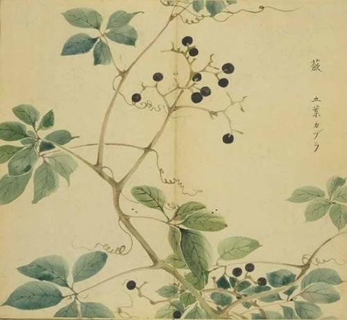 诗经：泗干