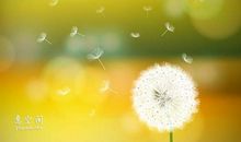 赞美植物的一段话