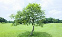 我是一株大树作文