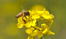 赞美蜜蜂的诗句