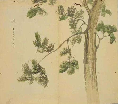 诗经：黄鸟
