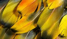 李广田：夕阳里