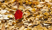 赞美落叶的诗句