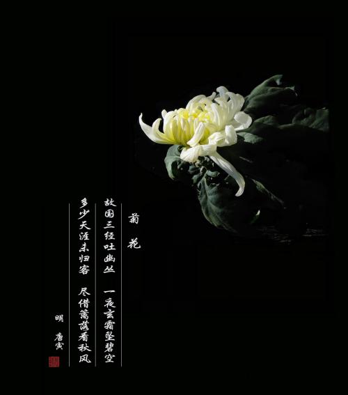 赞美菊花的诗