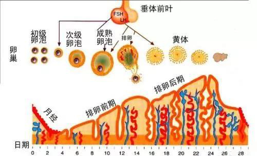 成功的五个步骤
