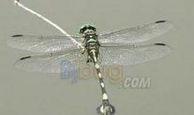 蜻蜓也能飞越大海