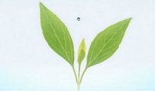 精选珍惜生命的名言149句