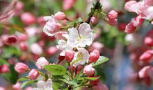 春天的古诗有哪些