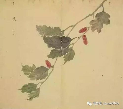 诗经：叫廖