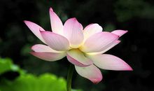 赞美荷花的优美诗句