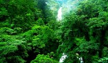 风景作文：夏天的森林