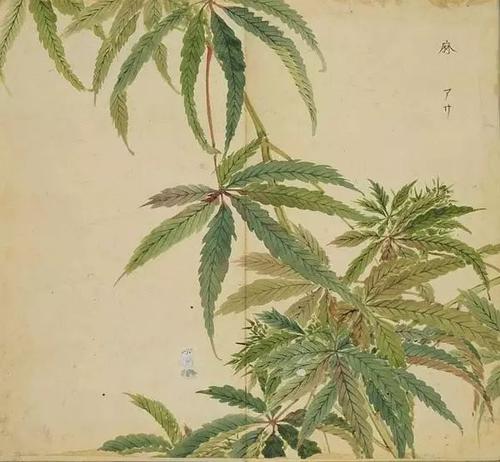 诗经：大田