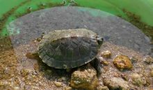 为乌龟换新家作文