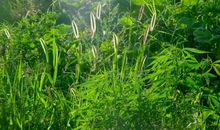 以流水喻愁的句子