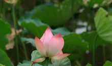 描写池塘的段落