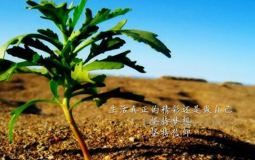 增长亮点