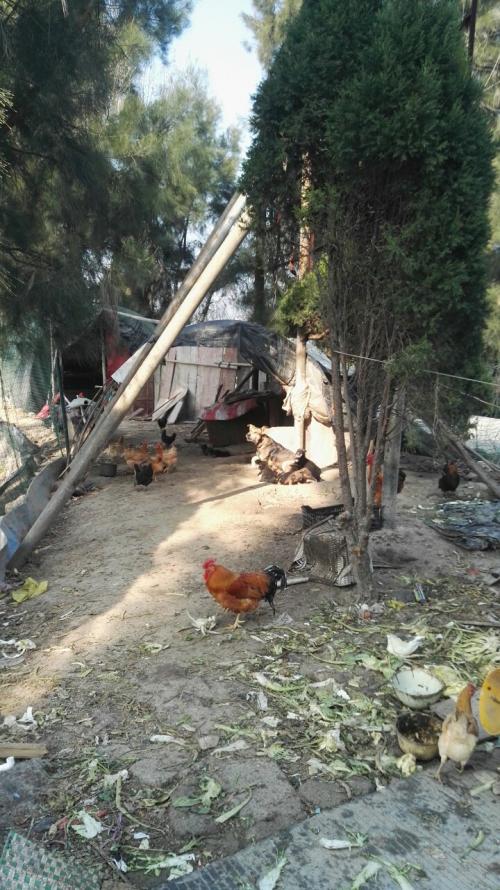 鸡狗不安