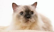 关于猫鼻子的绕口令