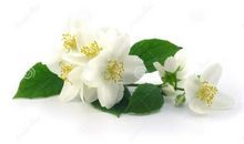 赞美茉莉花的句子