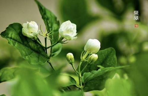 花的亮点